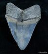 Beautiful Blue Inch Megalodon #2169-2